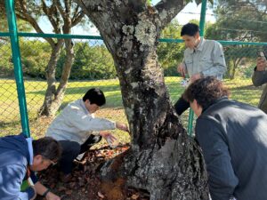 防虫・防腐・防カビ・抗菌処理　桜につく虫除去作業　